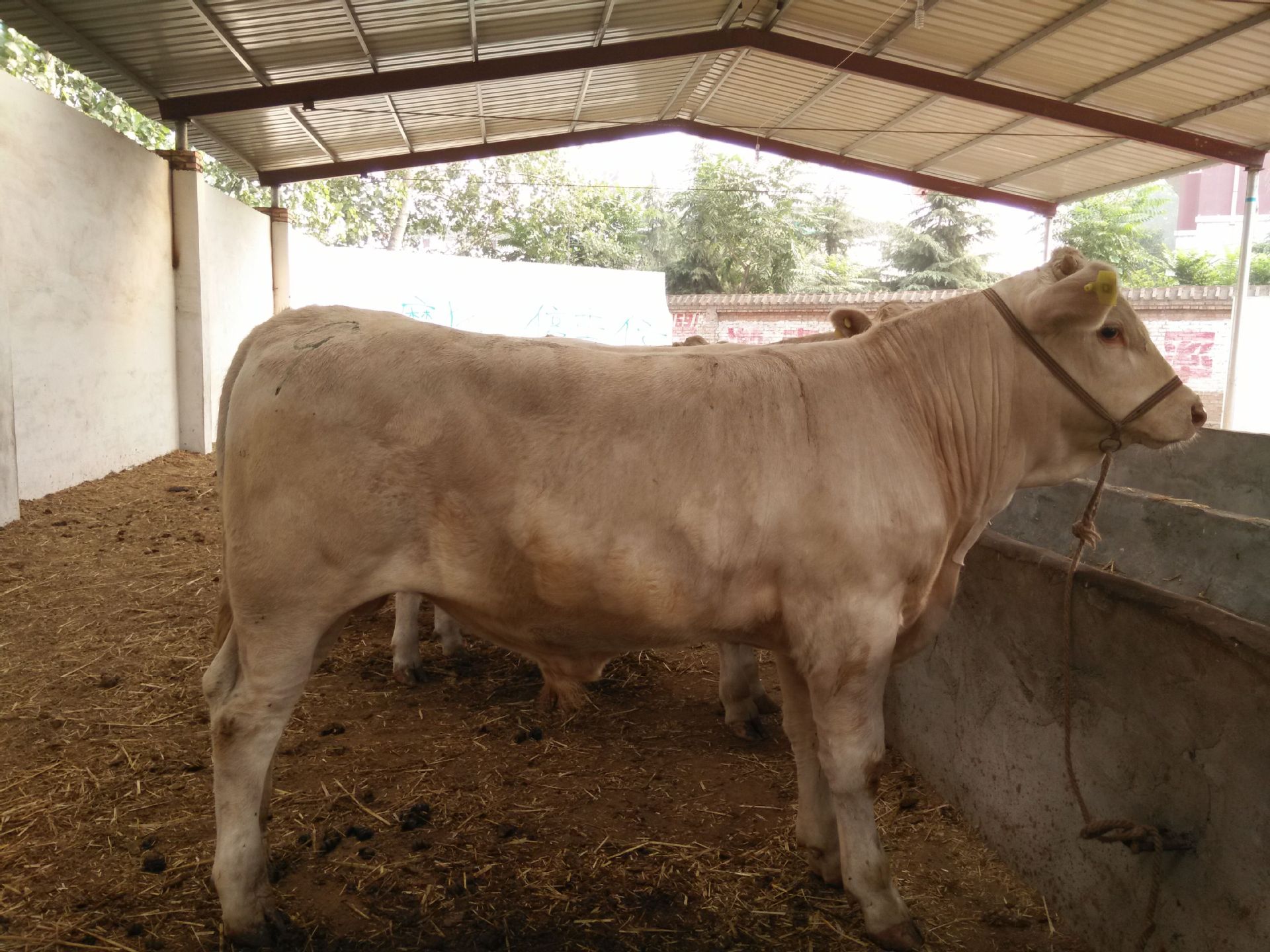3、夏洛萊肉牛育肥預(yù)混料：肉牛預(yù)混料中還應(yīng)添加哪些其他成分才能喂給肉牛？ 