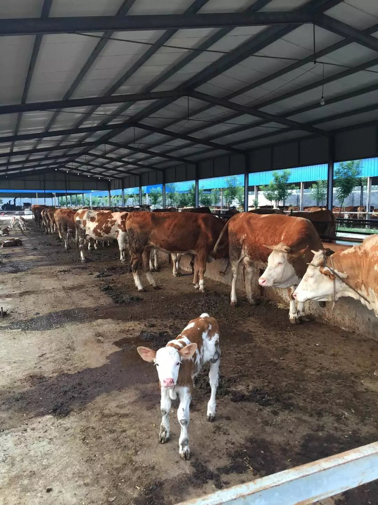3、利木贊肉牛專用預(yù)混料：斤育肥牛飼料配方