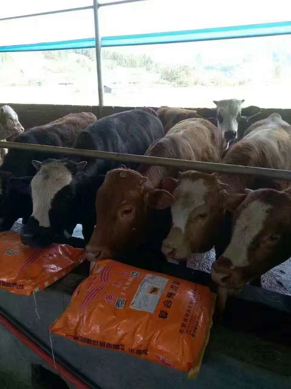 1、肉牛育肥預混料：英美牛飼料有效嗎？