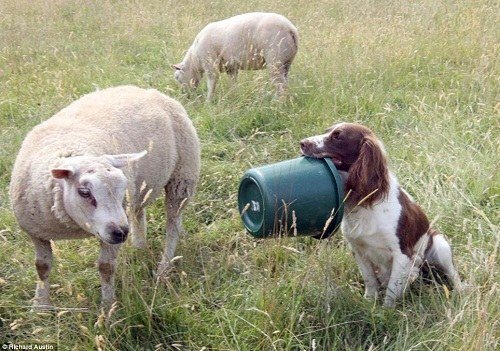 2、狗吃豬飼料有什么壞處？會發(fā)生什么？ 