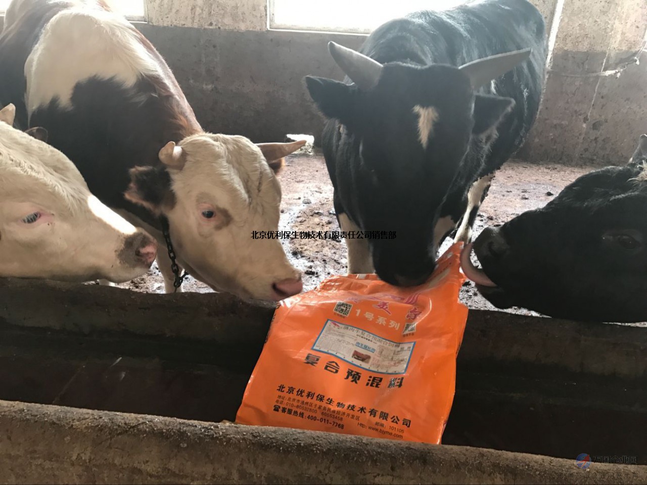 2、什么牌子的飼料對(duì)牛好？