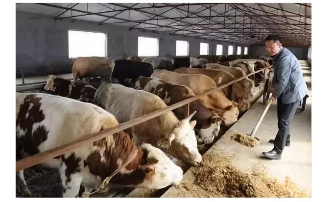 2、牛是草食性反芻動物，飲食需要以草料為主，那么牛吃什么才能長得最快呢？ 