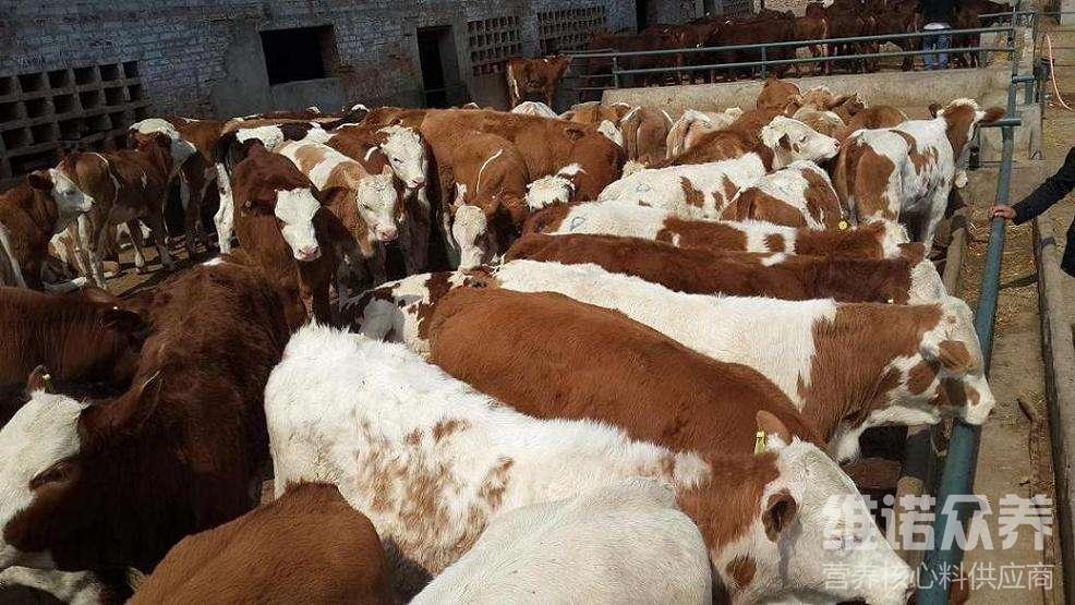 1、肉牛經(jīng)常喂粗飼料。肉牛吃什么粗飼料比較好？ 
