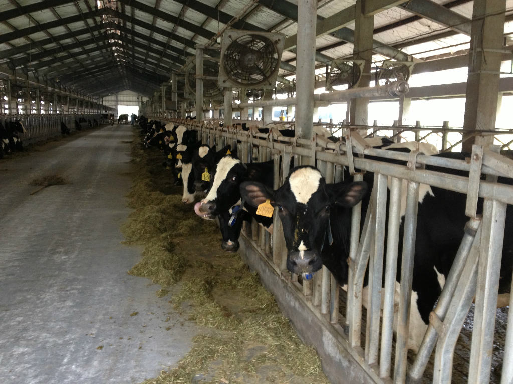 2、奶牛采食量是多少