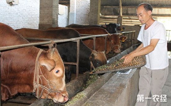 3、一公斤育肥牛西門塔爾日飼料成本是多少