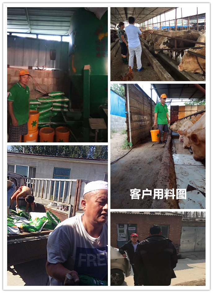  1、 大約公斤牛的育肥方法？如何混合飼料。喂多少干草和喂多少精料。你用什么喂?jié)饪s物？ 