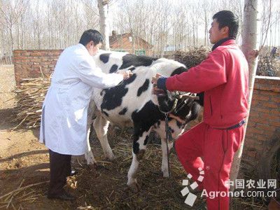 1、奶牛各階段飼料配方