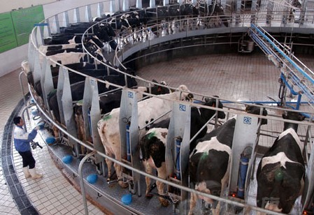 2.山東六合奶牛飼料怎么樣