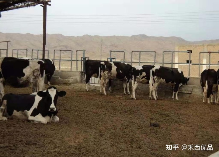 2、一頭奶牛吃多少精飼料？ 