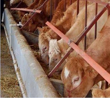 2、肉牛飼料如何搭配
