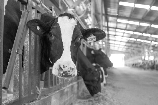1、奶牛各階段飼料配方
