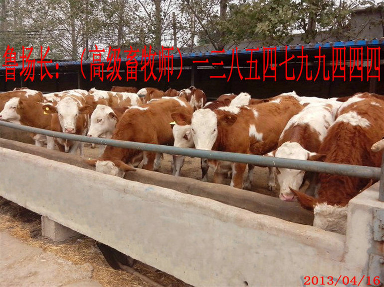 1、甲子子牛育肥計劃的設(shè)計