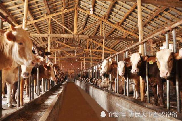 3、奶牛各階段飼料配方