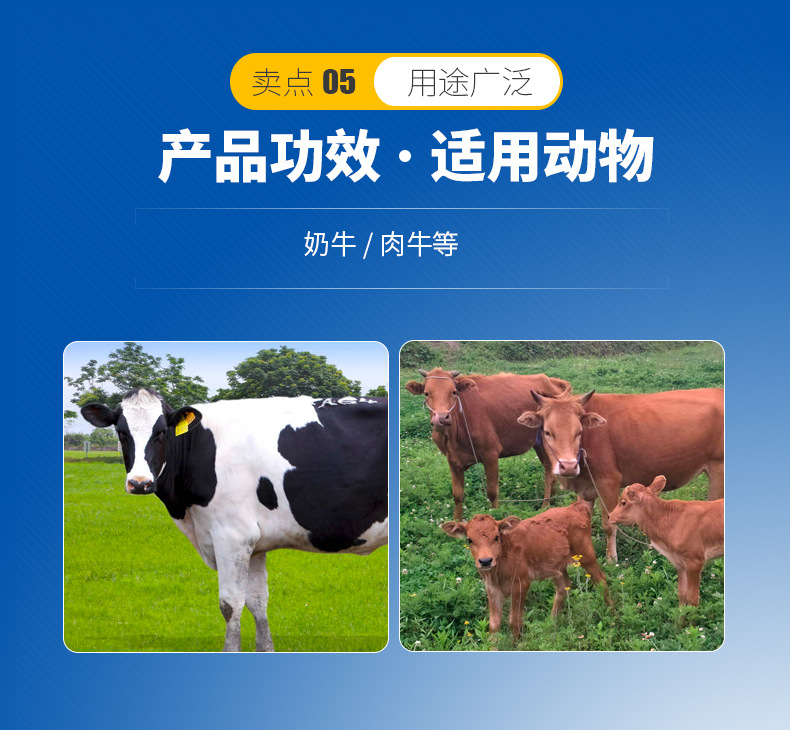 3、奶牛用青貯飼料生產(chǎn)的關(guān)鍵，奶牛用青貯飼料如何制作？ 