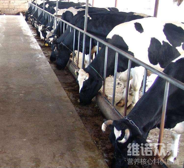 2、奶牛各階段飼料配方
