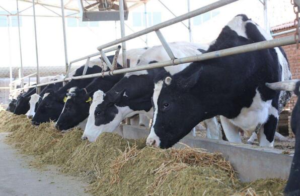 3.如何檢測奶牛飼料中的纖維
