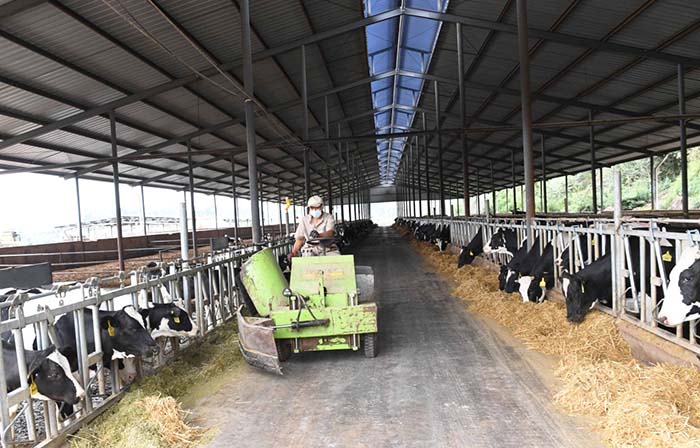 2、奶牛為什么不能喂飼料？