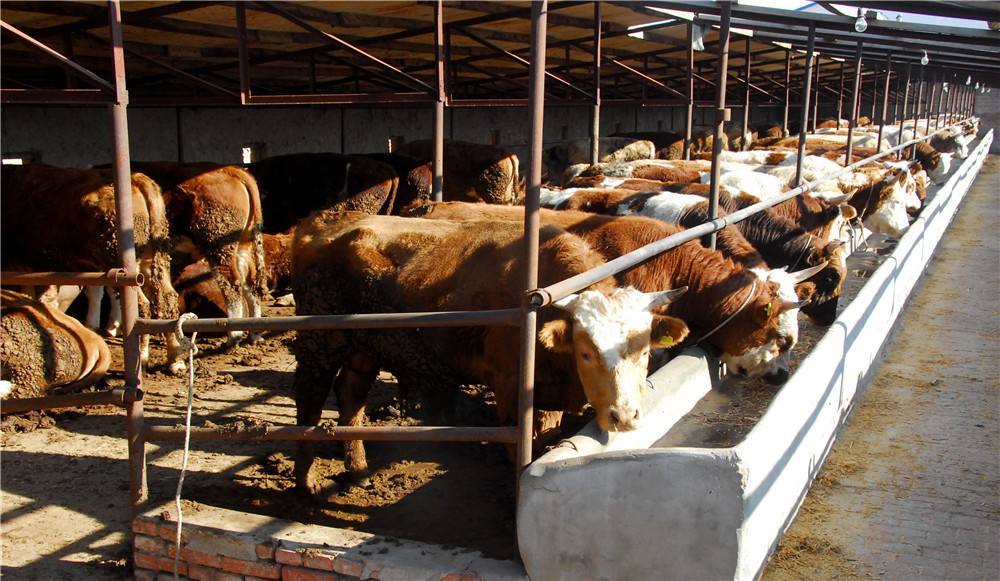 2、如何搭配肉牛飼料