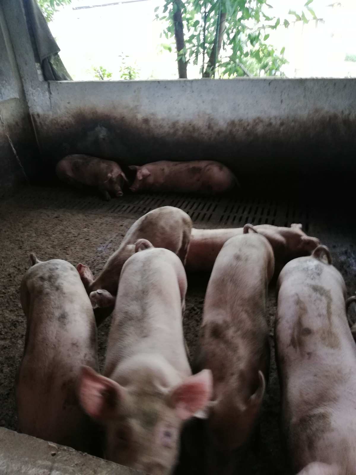 二、如何飼養(yǎng)后備母豬？
